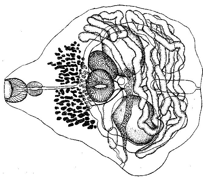 Представитель Семейства Allassogonoporidae